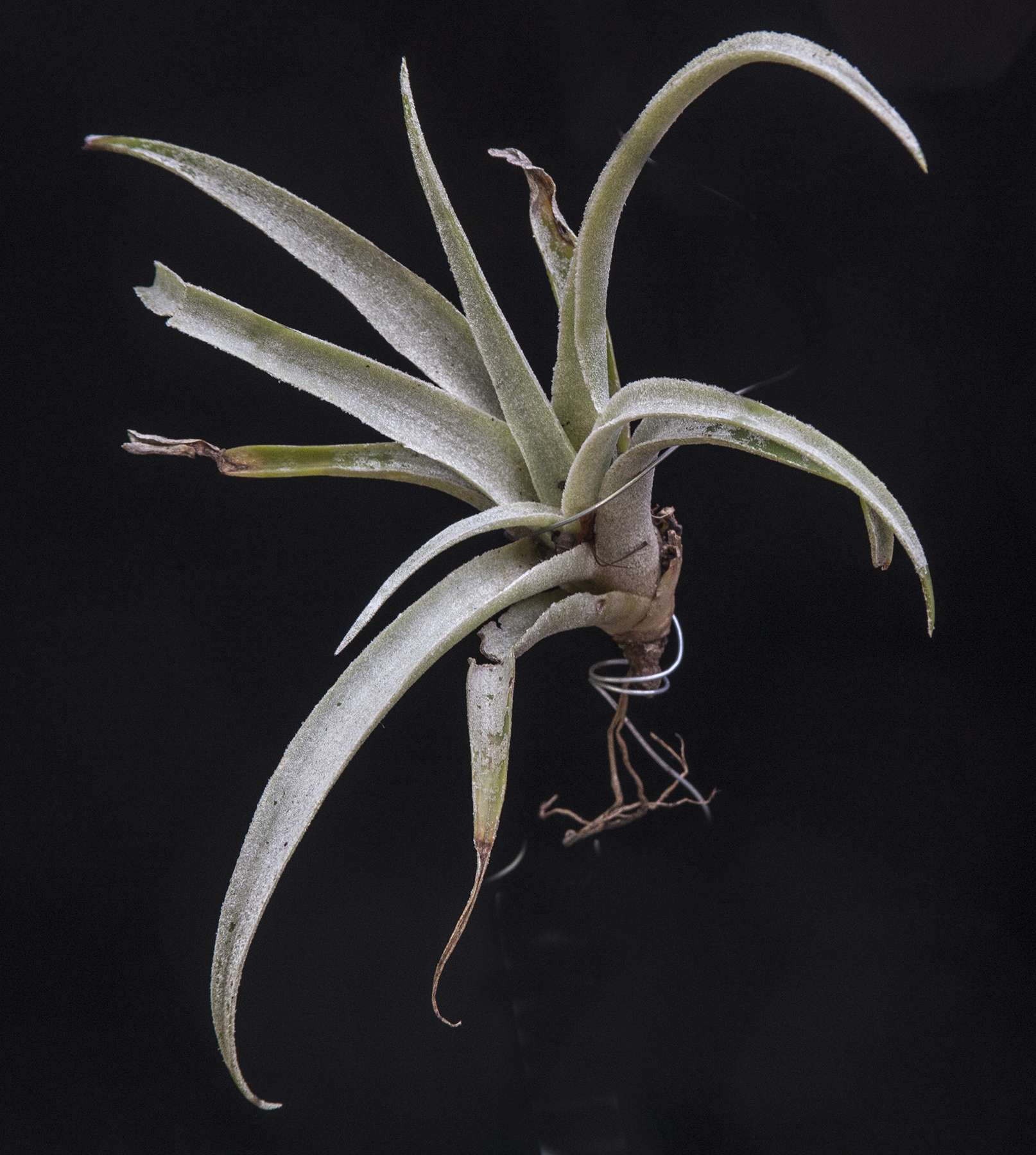 Tillandsia mima