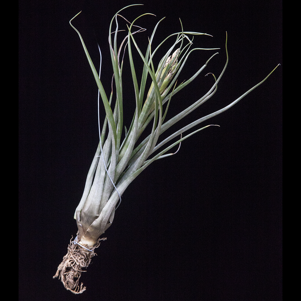Tillandsia Nashville - T. tricolor X T. brachyaulos