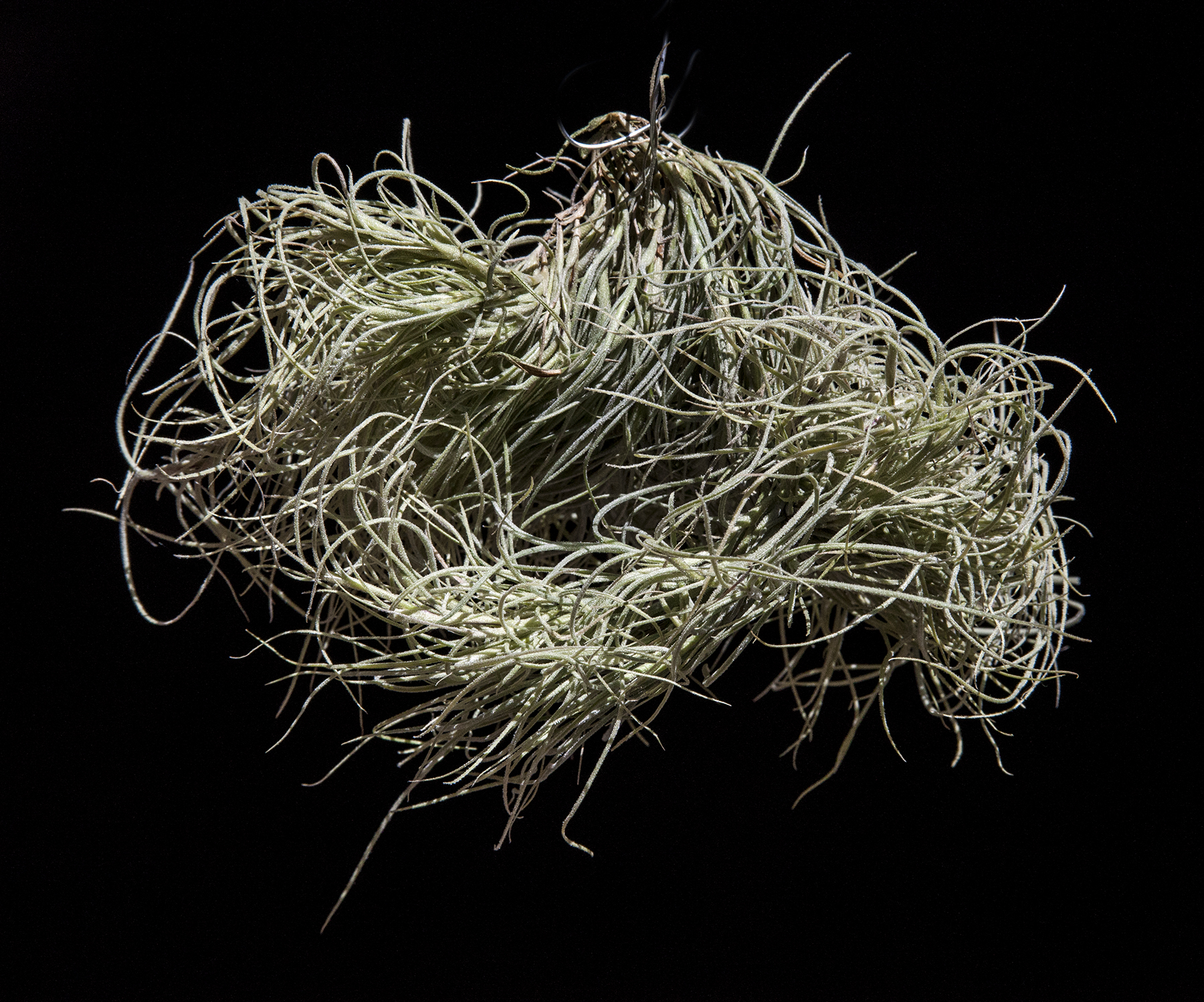 Tillandsia nezley - T. usneoides X T. mallemontii