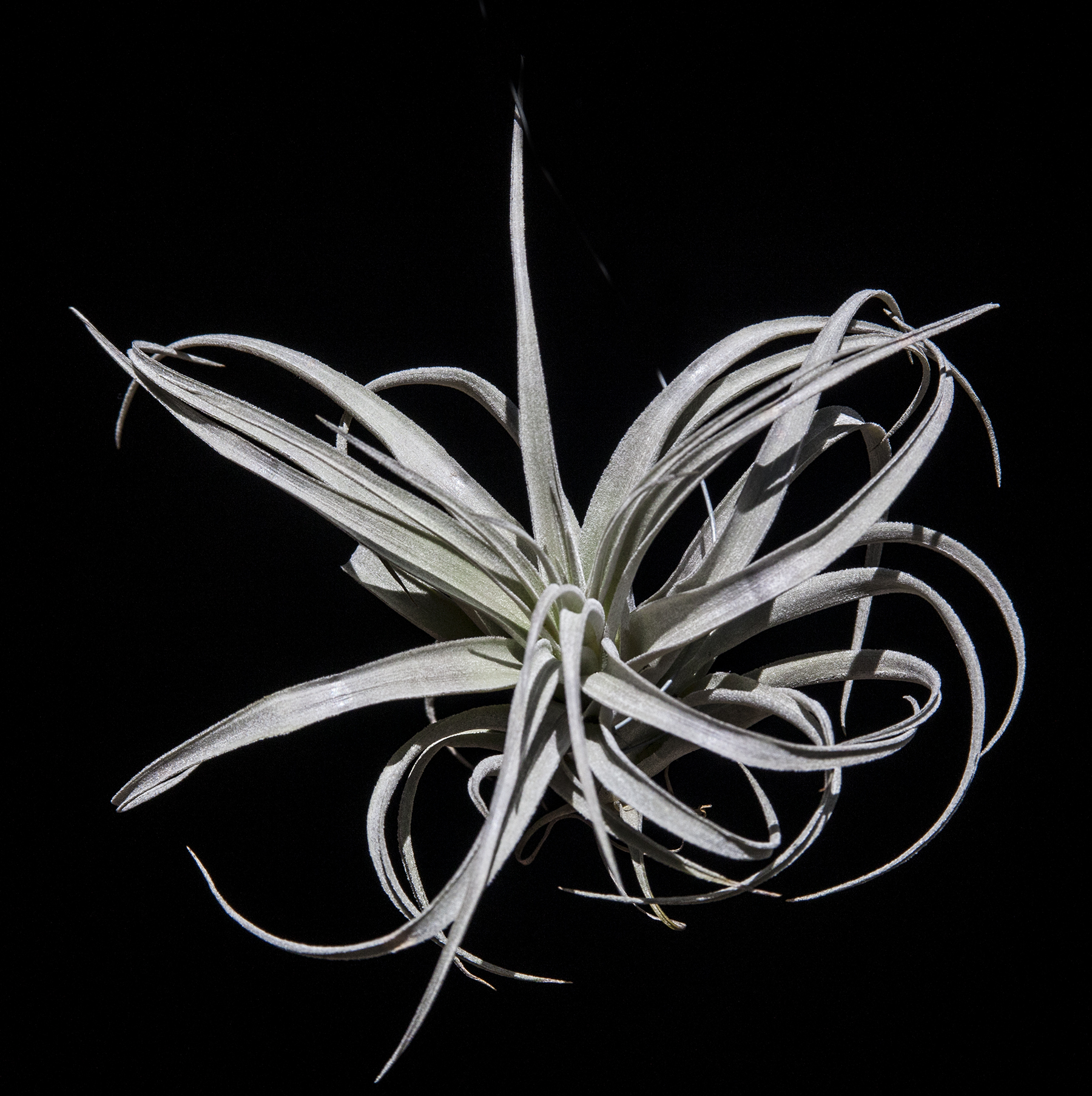 Tillandsia pohliana