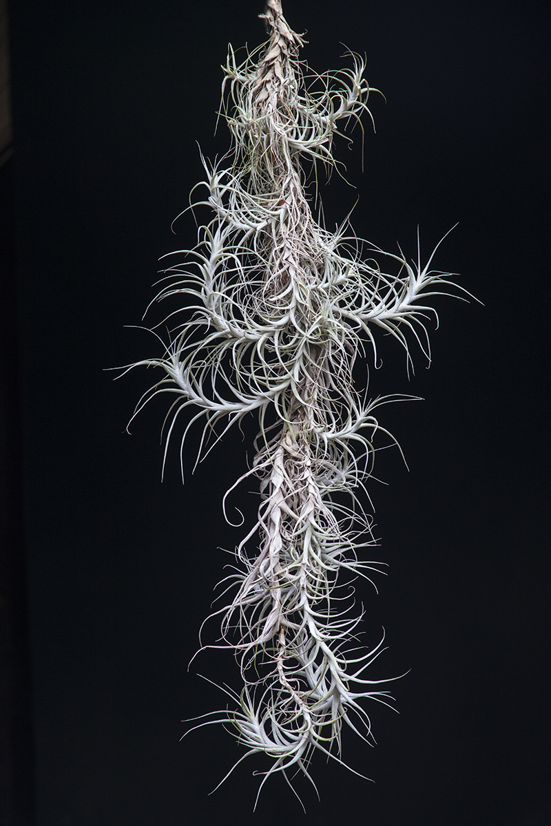 Tillandsia queroensis (small) also known as incarnata