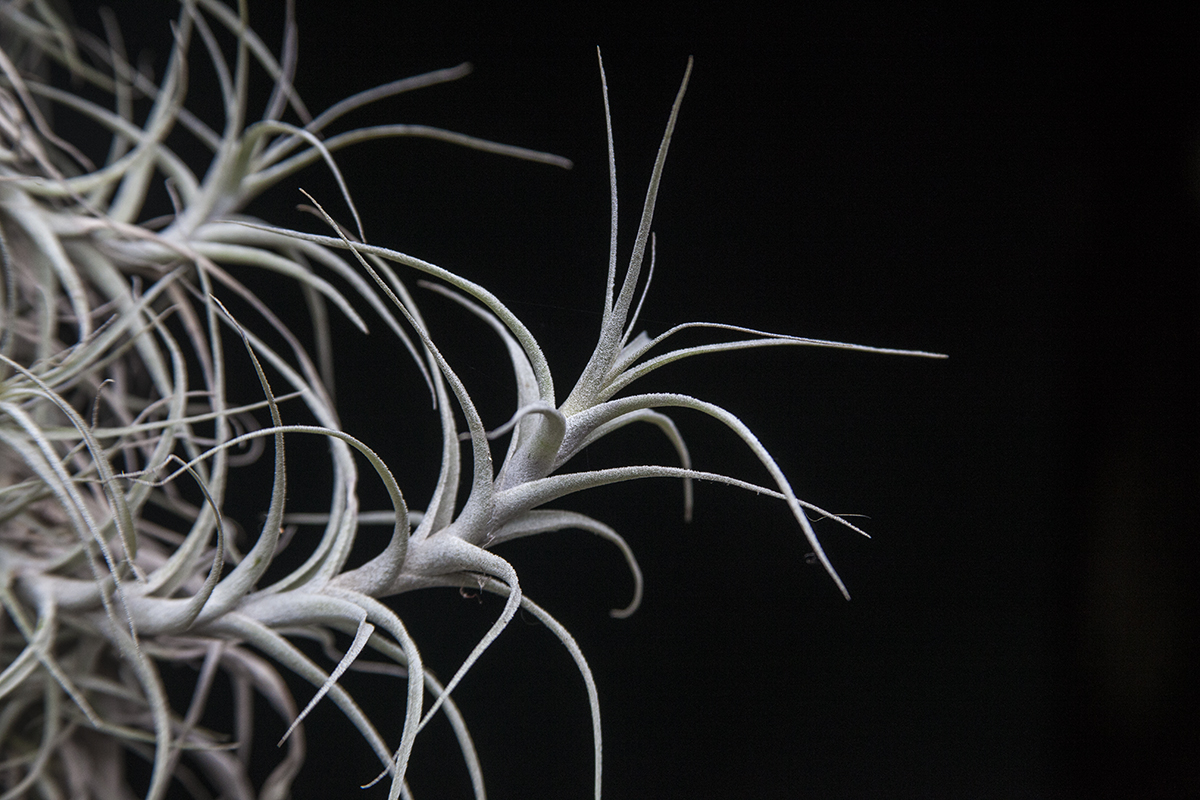 Tillandsia queroensis (small) also known as incarnata