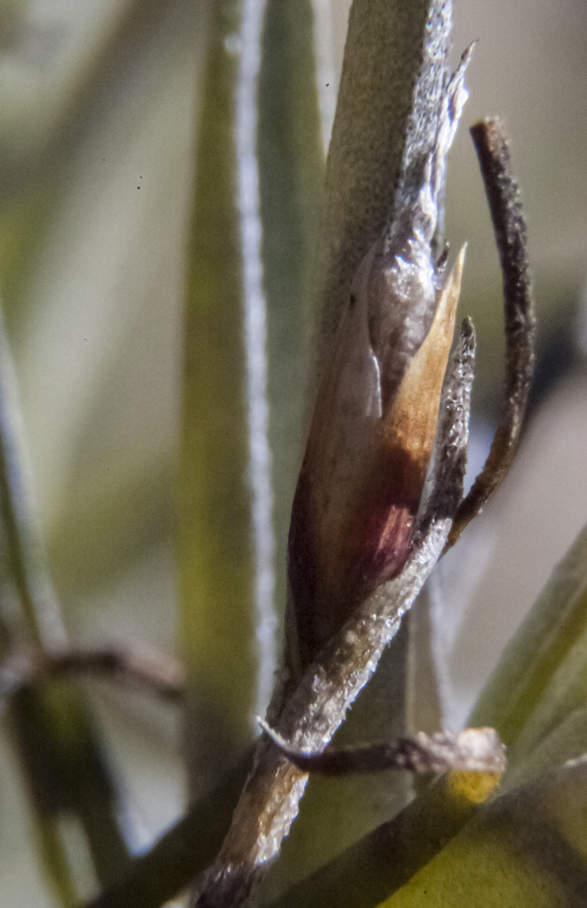 Tillandsia recurvata seed pod