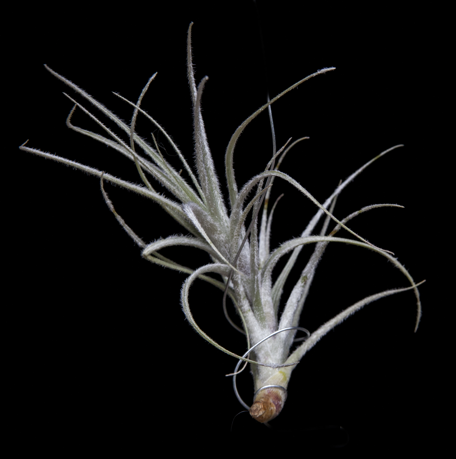 Tillandsia reducta