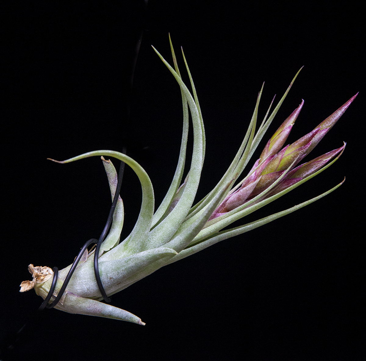 Tillandsia Redy - T. streptophylla X T. concolor
