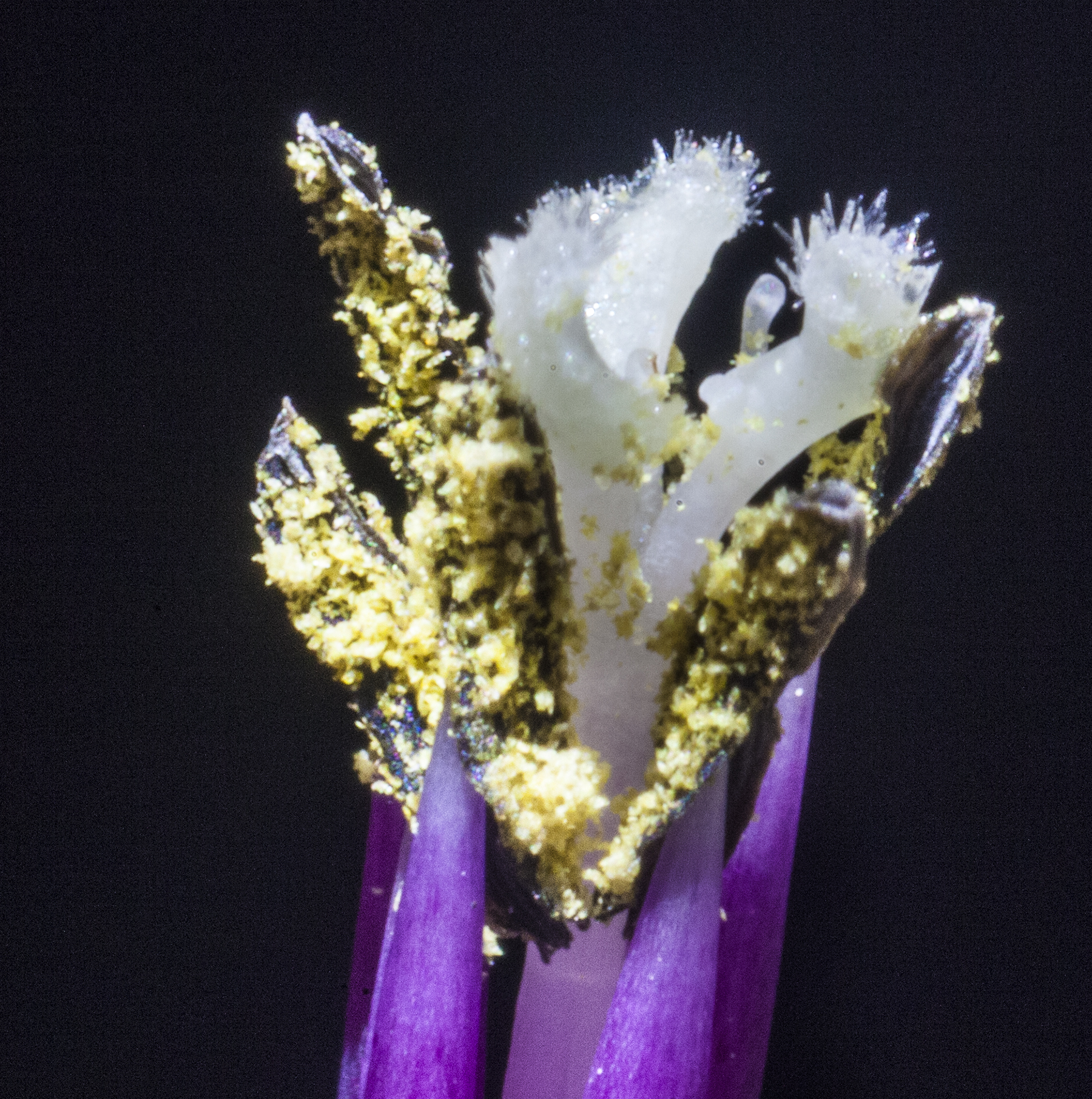 Tillandsia Redy - T. streptophylla X T. concolor flower detail