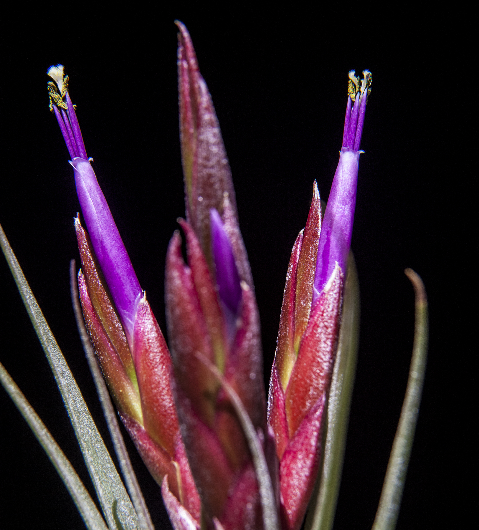 Tillandsia Redy - T. streptophylla X T. concolor flower