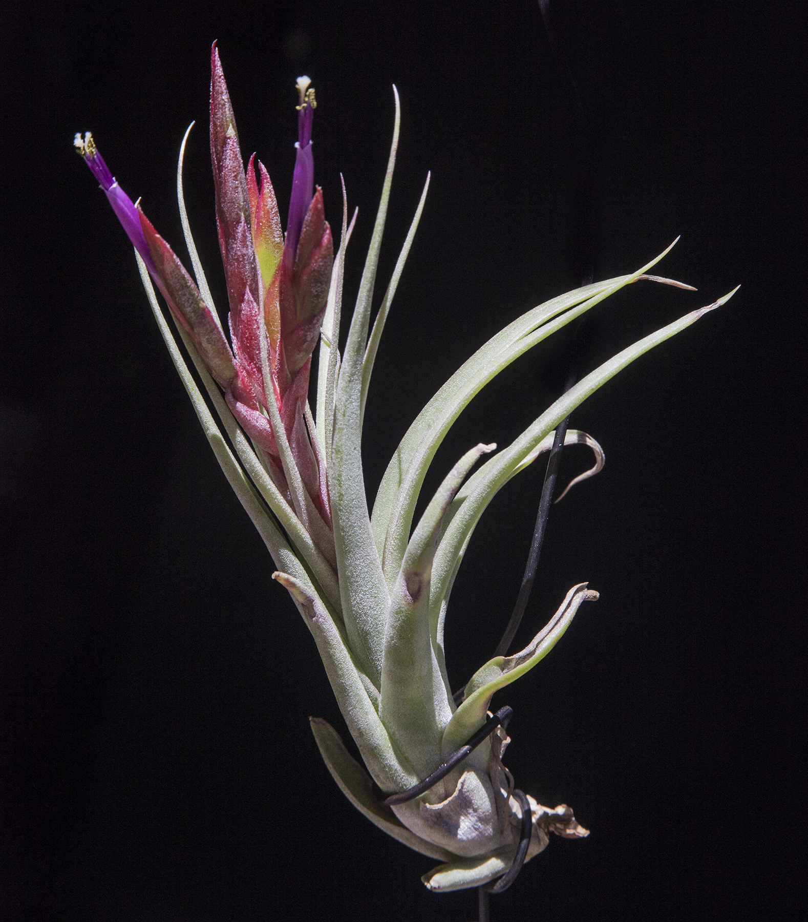 Tillandsia Redy - T. streptophylla X T. concolor in flower
