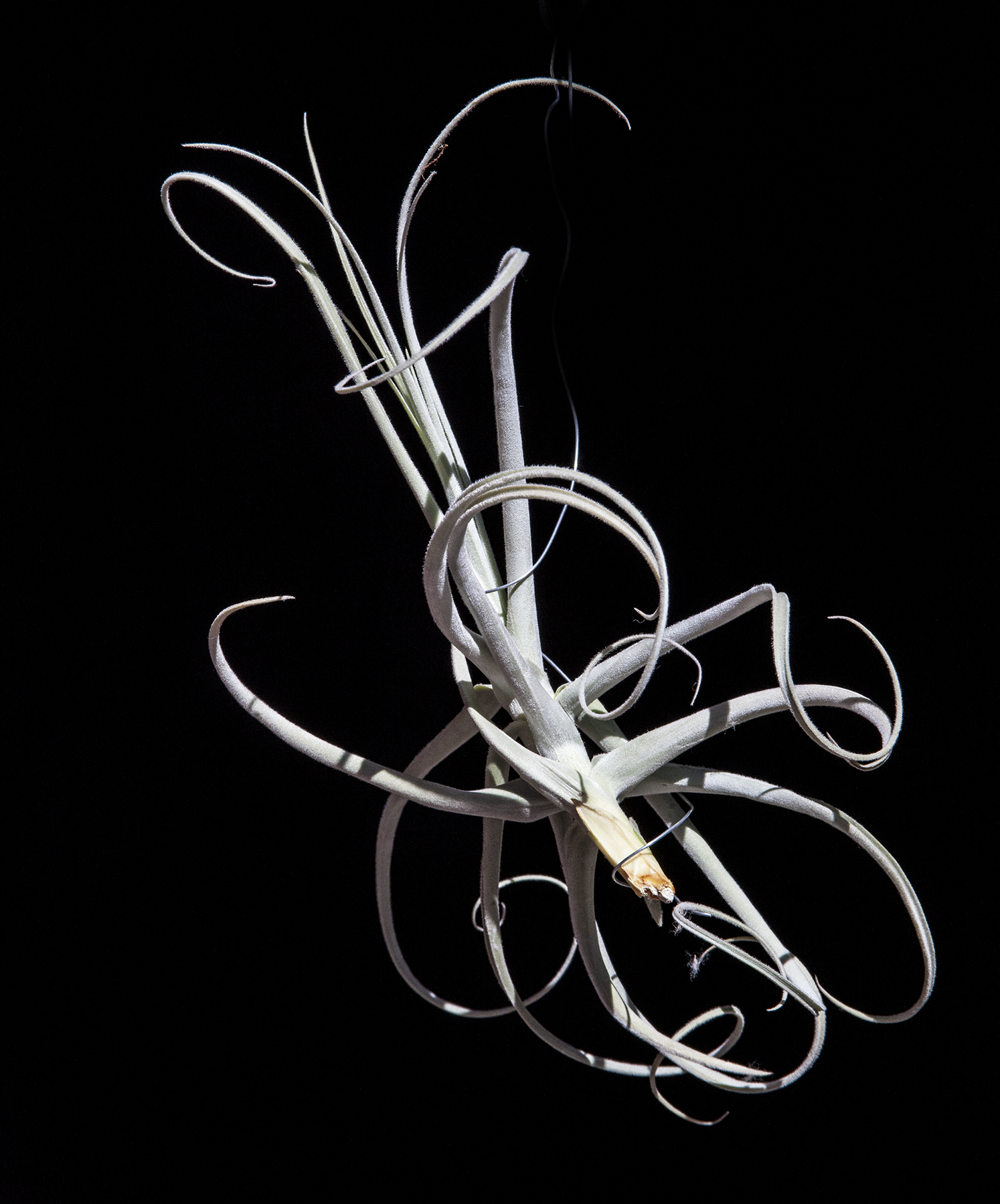 Tillandsia retorta