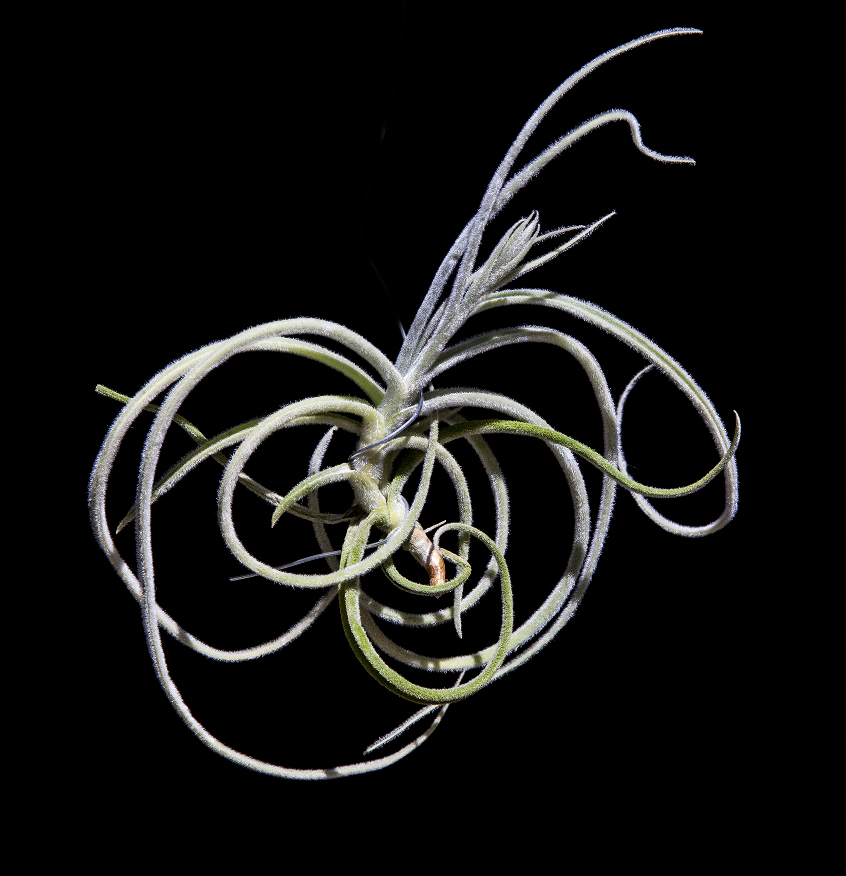 Tillandsia rutchmans orange
