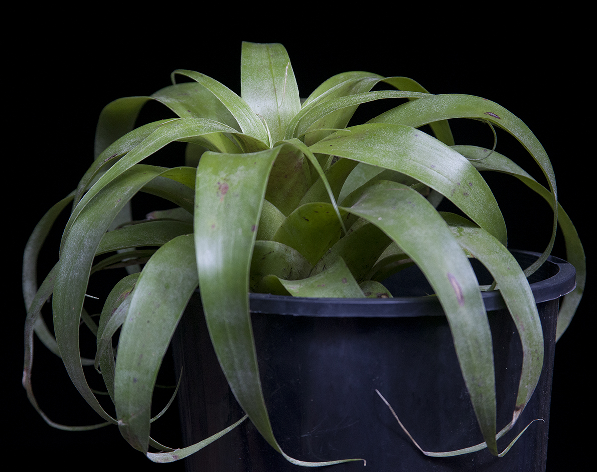 Tillandsia Samantha - T.mooreana x T. kalmbacheri