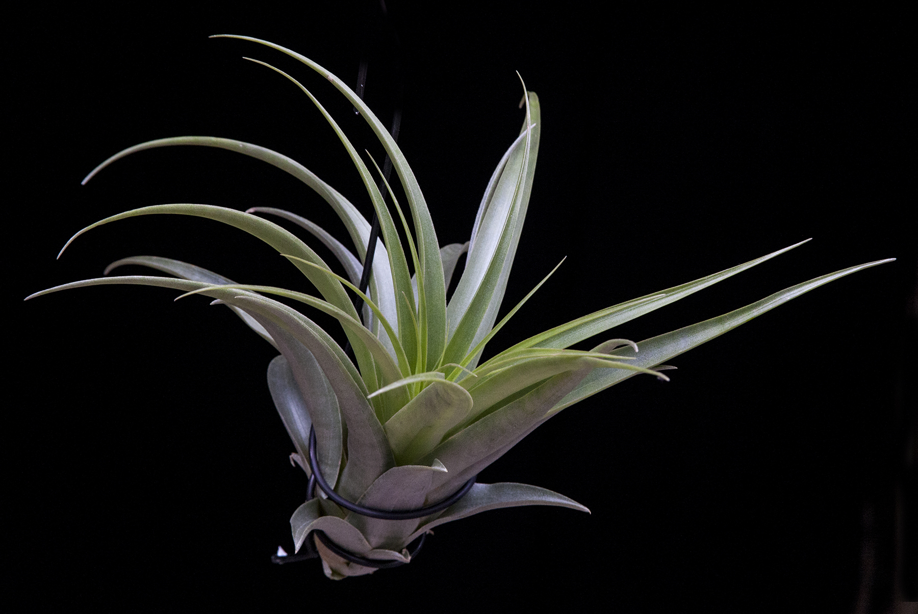 Tillandsia schreiteri