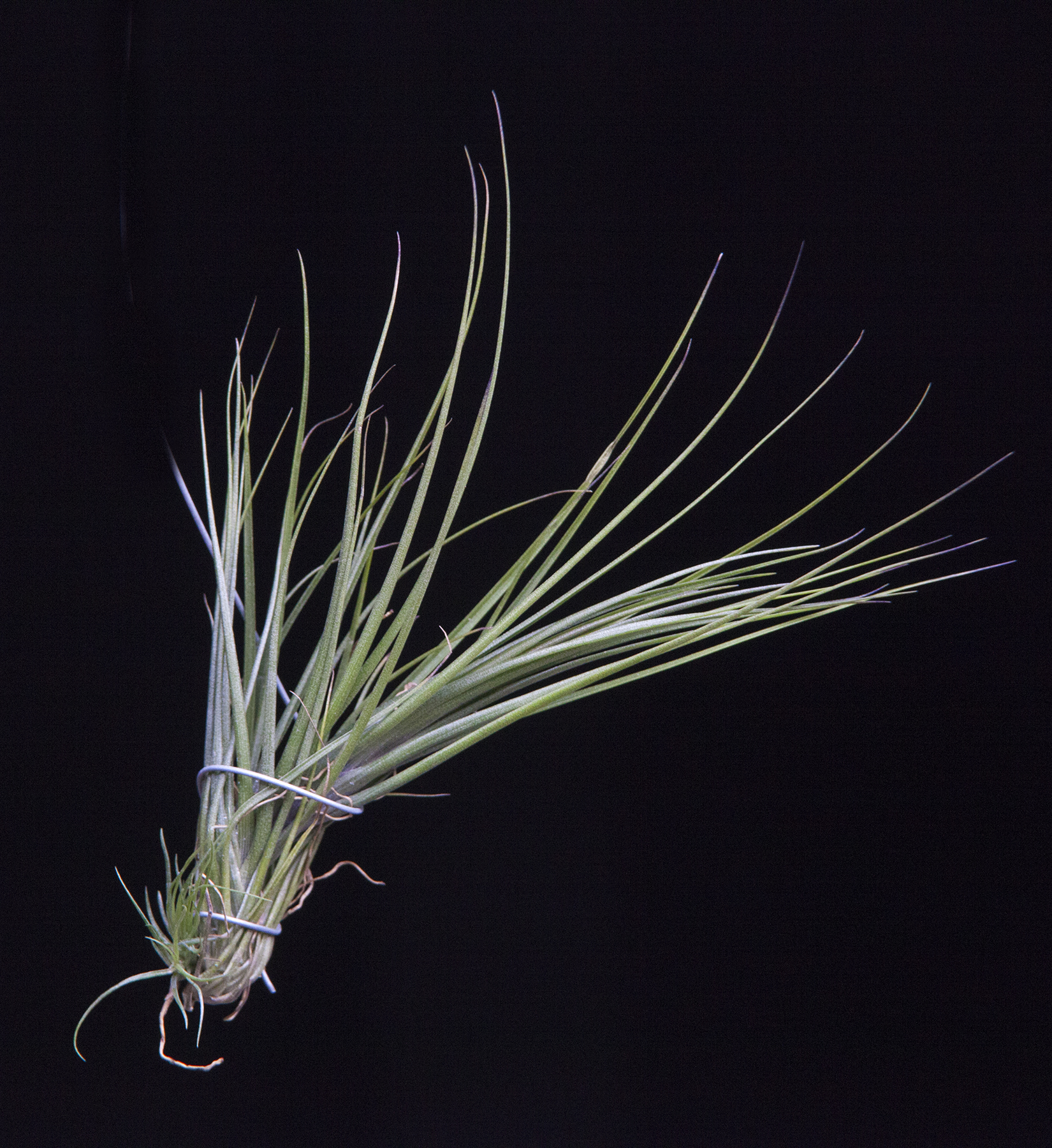 Tillandsia seideliana