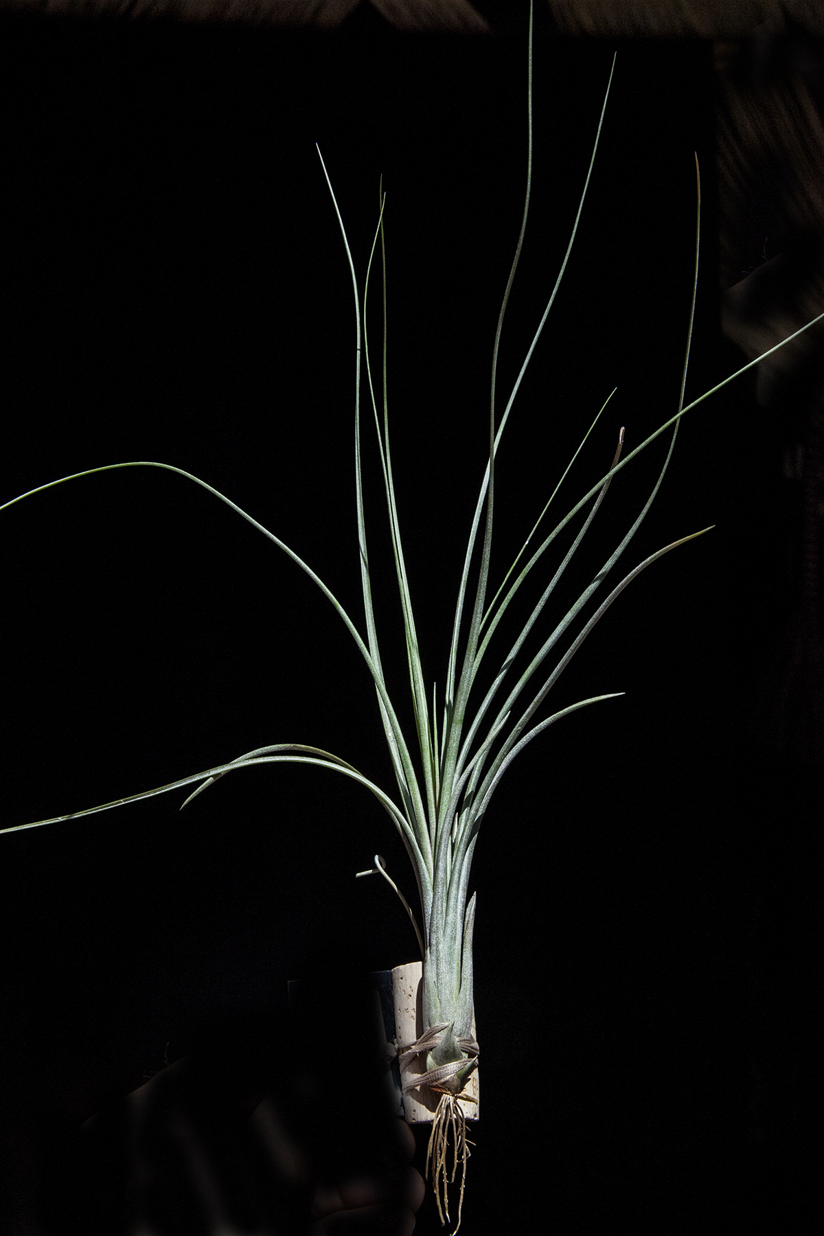 Tillandsia simulata