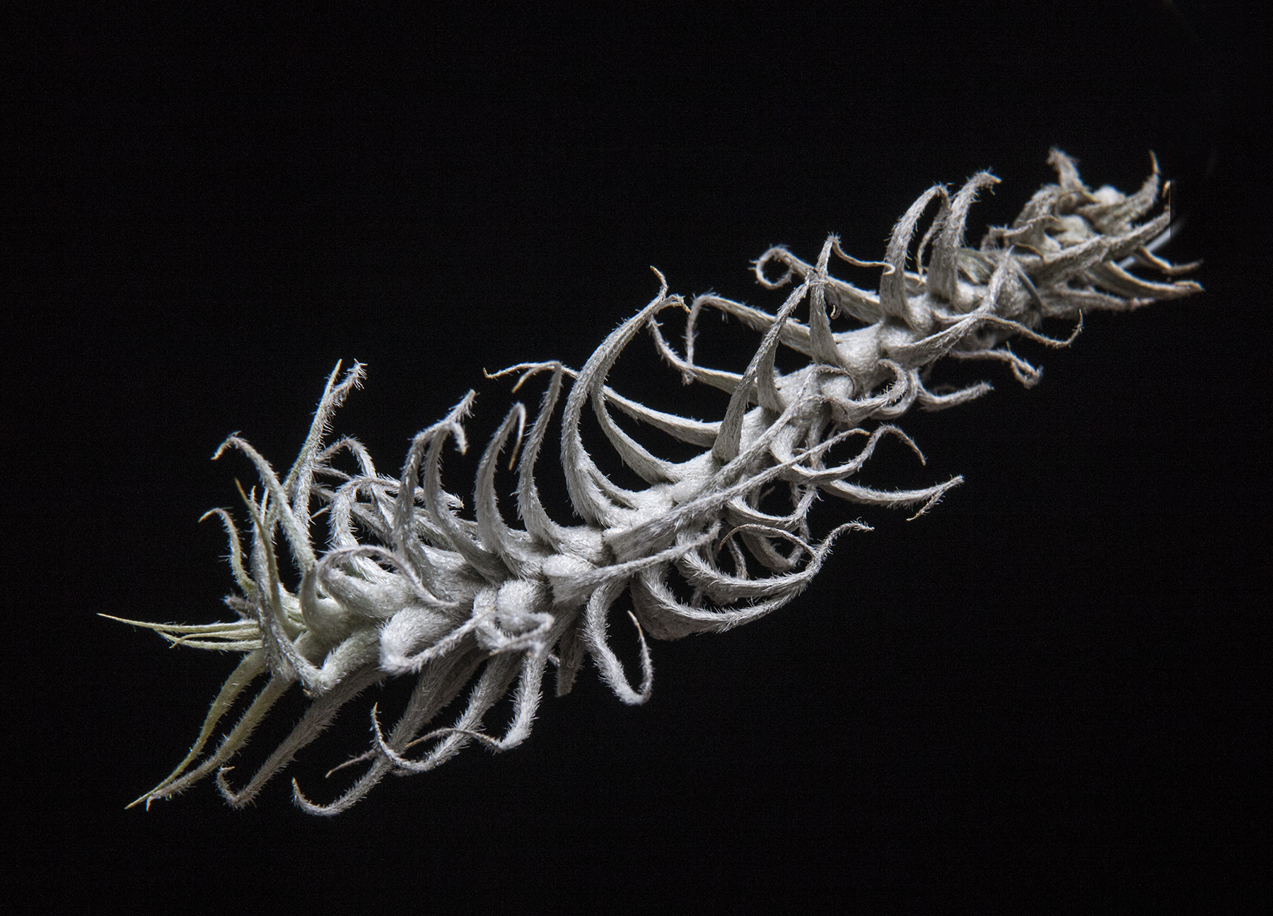 Tillandsia stellifera