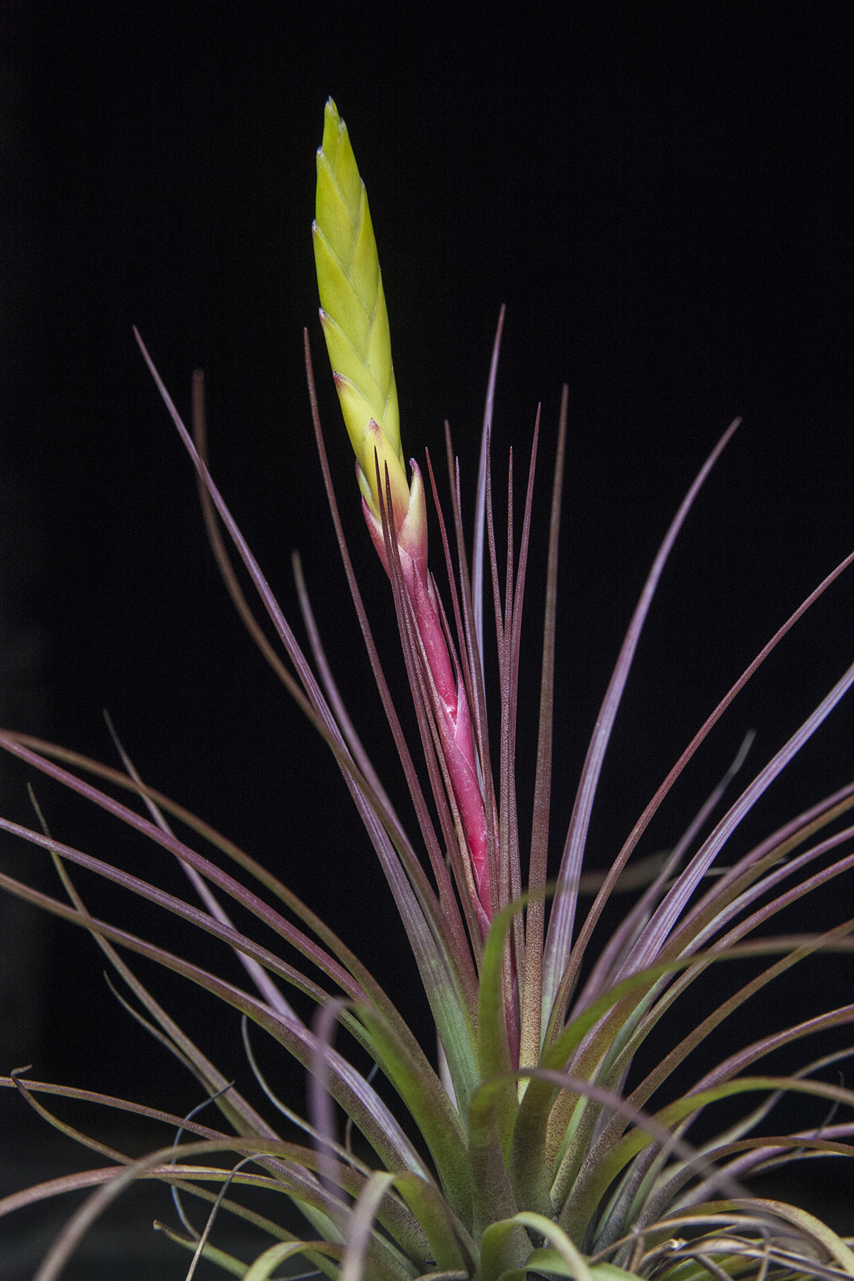 Tillandsia tricolor giant form