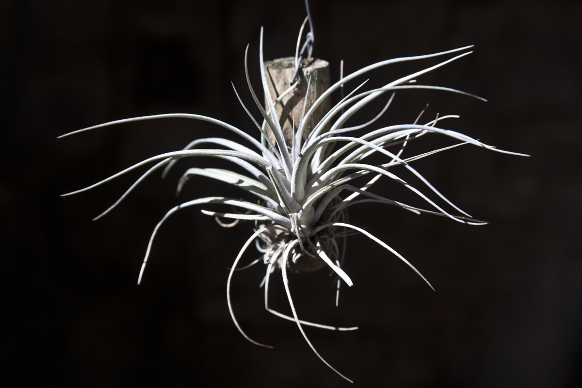 Tillandsia utriculata var pringlei