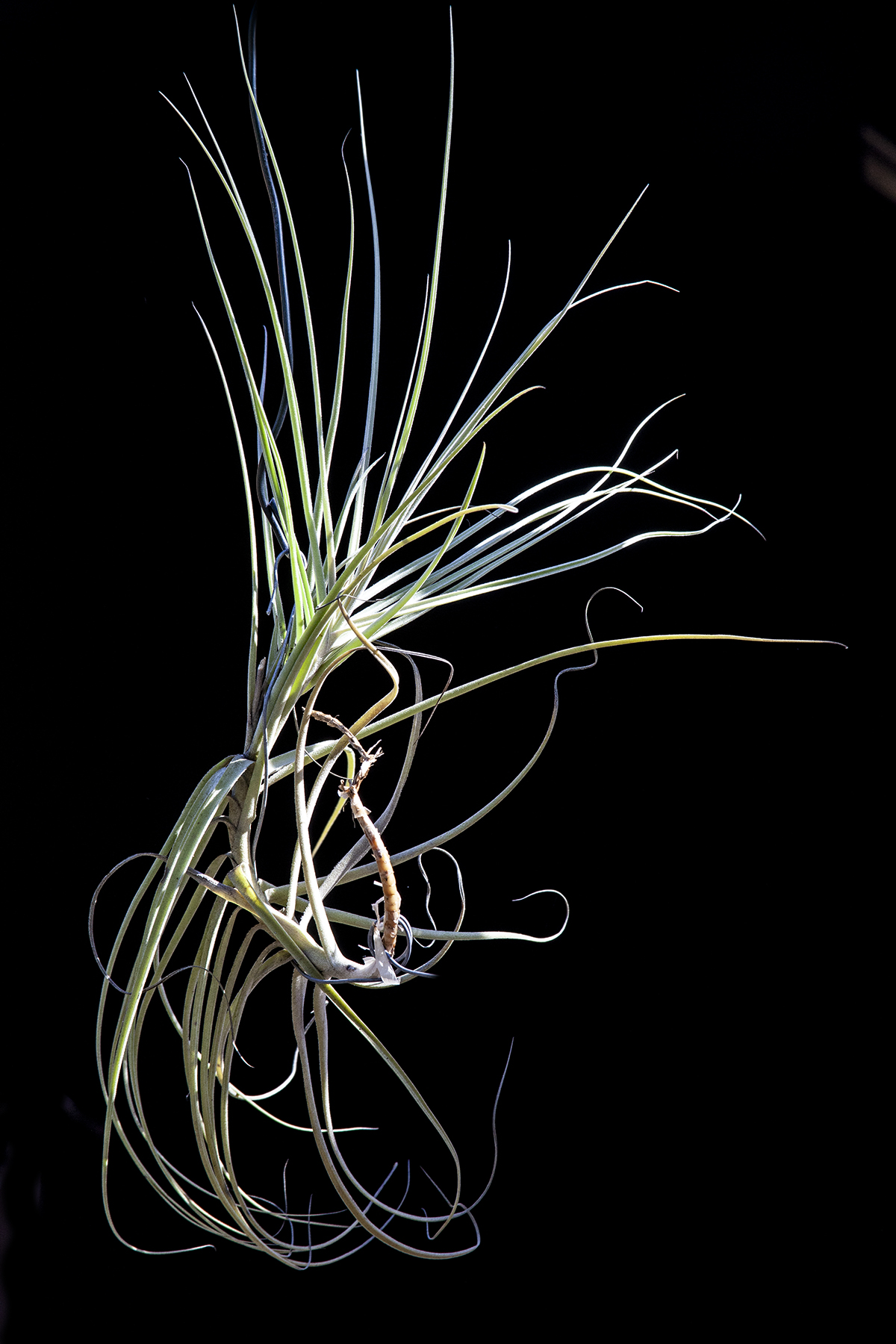 Tillandsia wonga