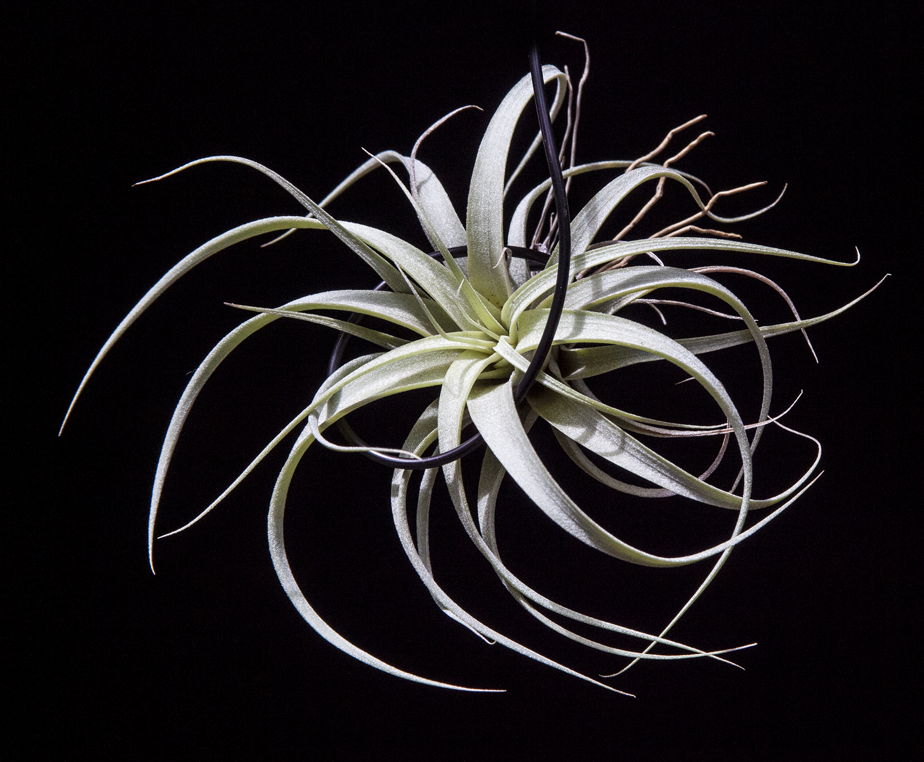 Tillandsia xerographica X rothii