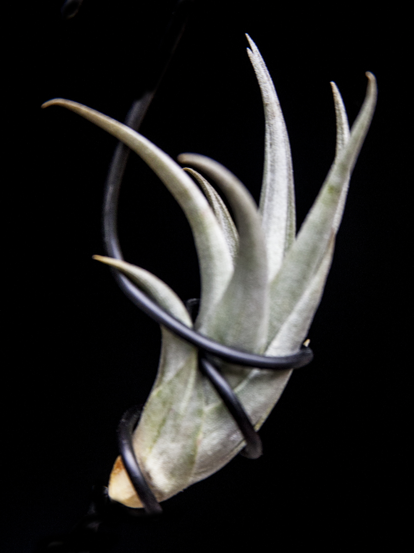 Tillandsia zecheri