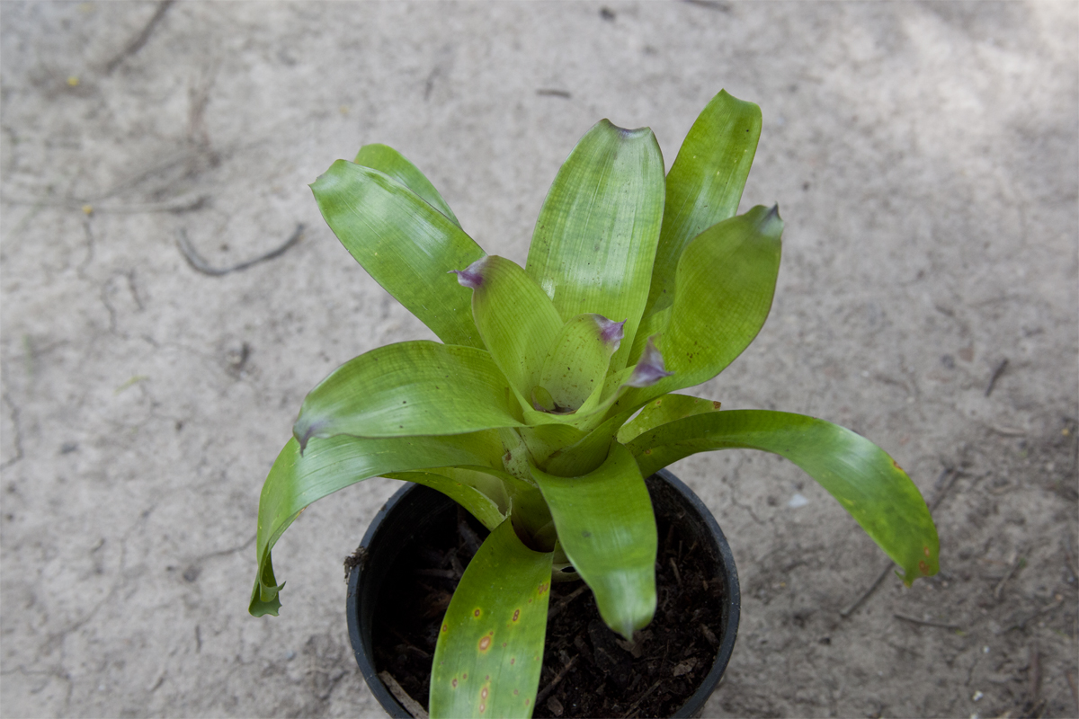 Vriesea Fosteriana Red