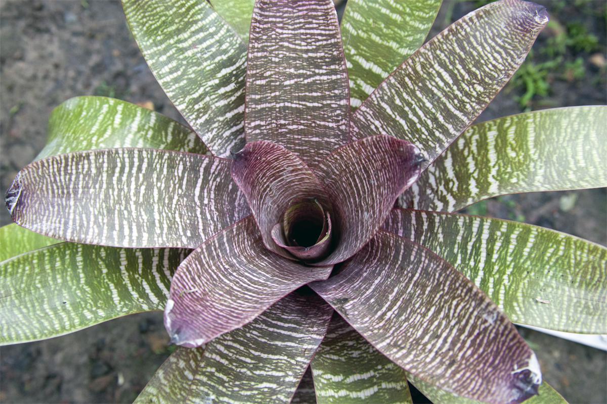 Vriesea Fosteriana Red