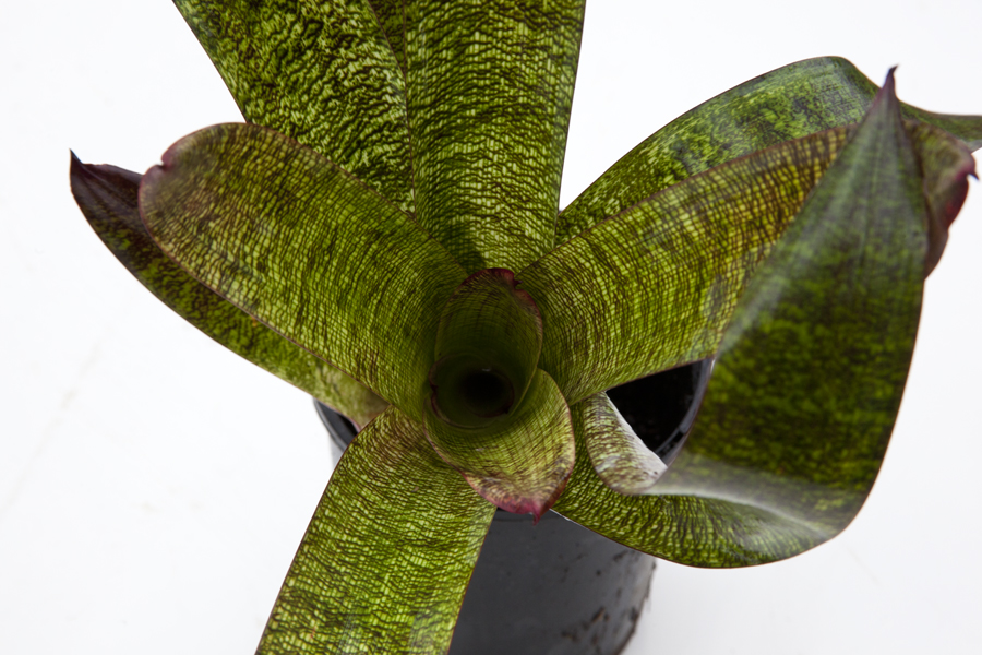Vriesea Cameleon X Mambo, Lloyd Godman