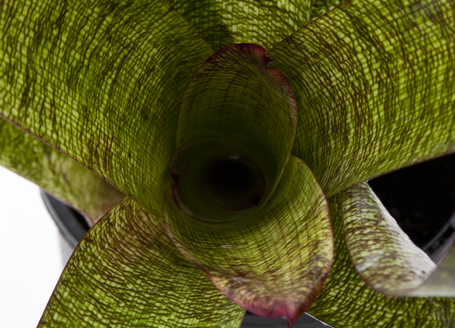 Vriesea Cameleon X Mambo, Lloyd Godman