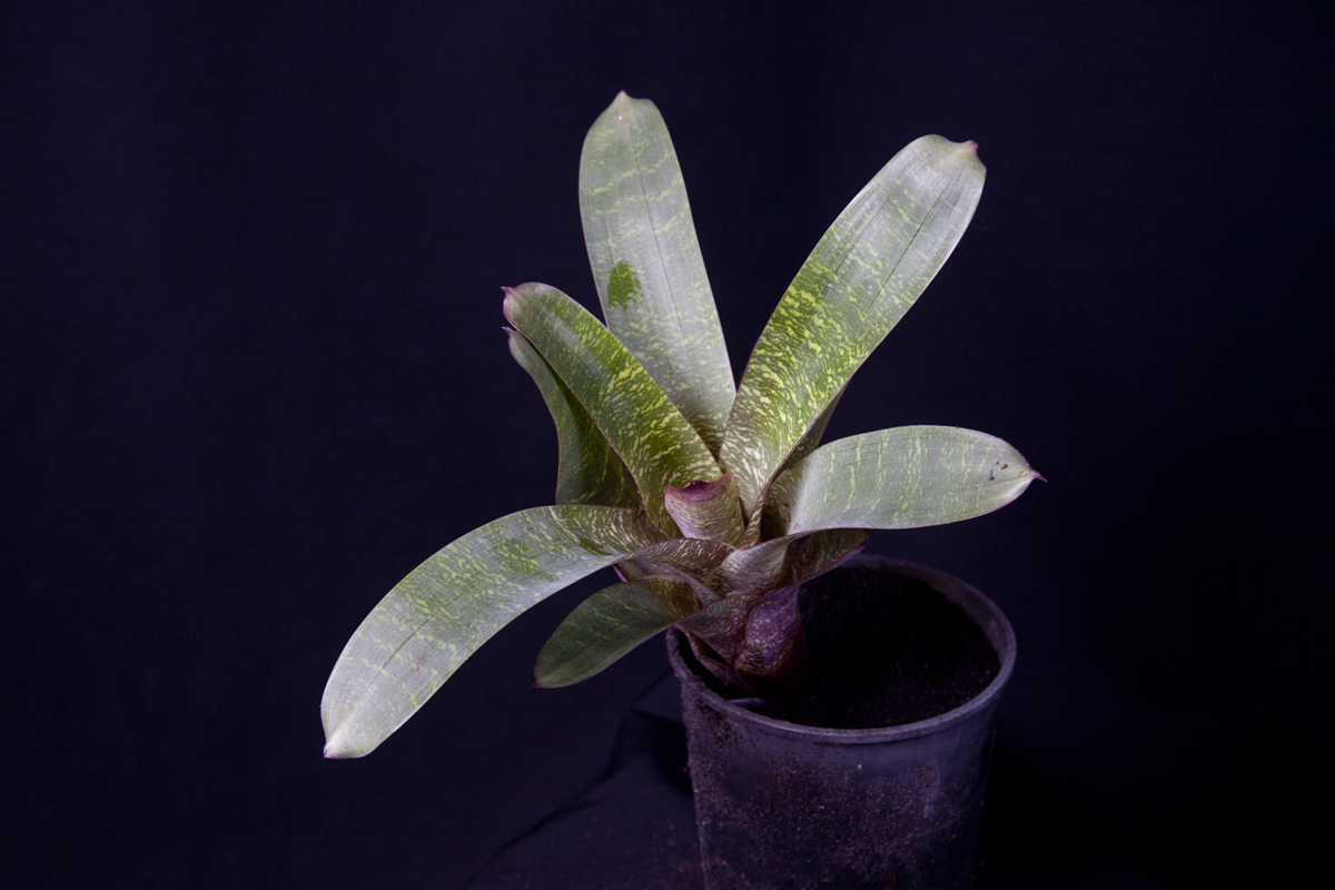Vriesea Fosteriana Red