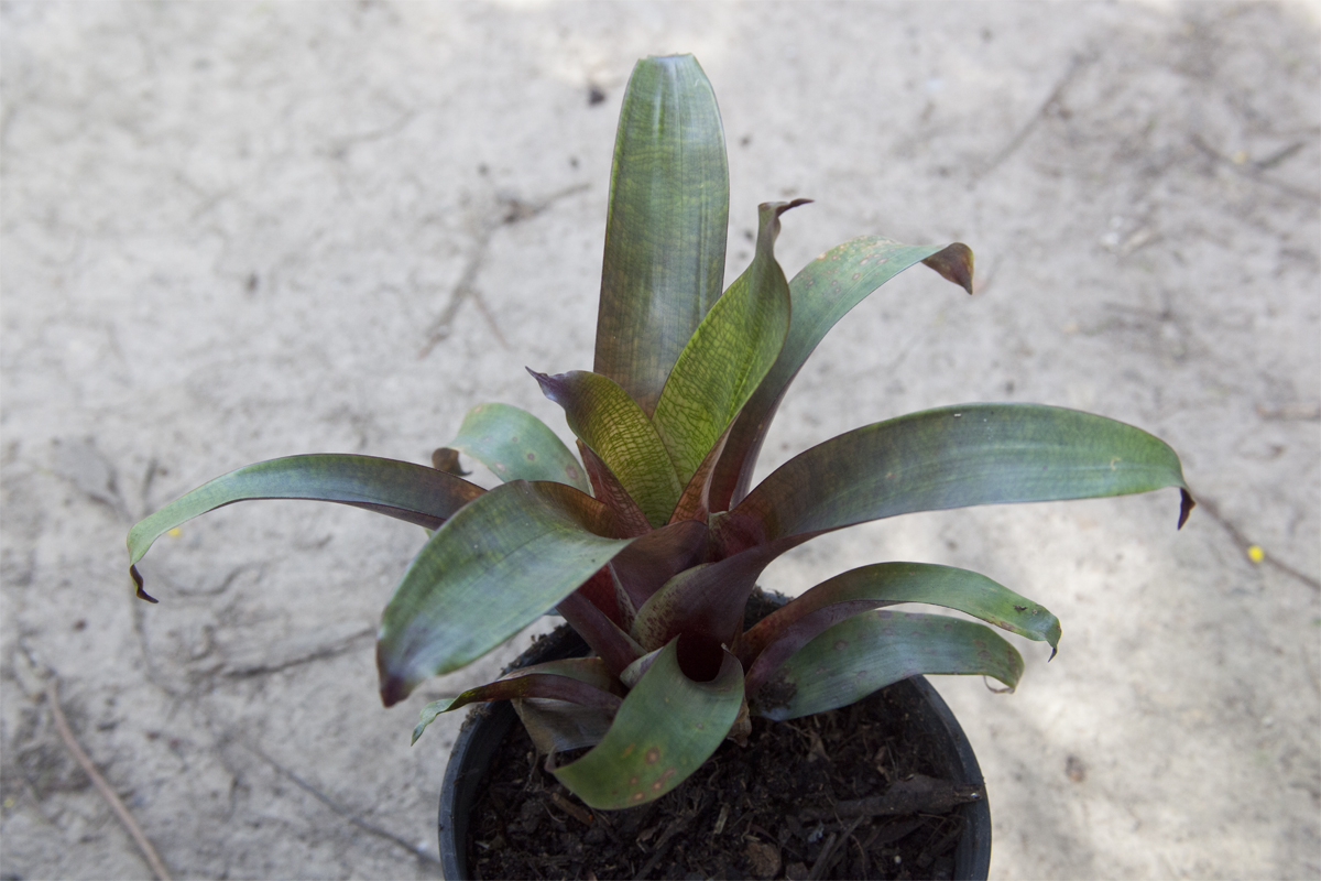 Vriesea Fosteriana Red