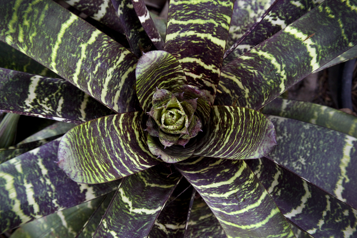 Vriesea Fosteriana, spike forming, Photograph Lloyd Godman