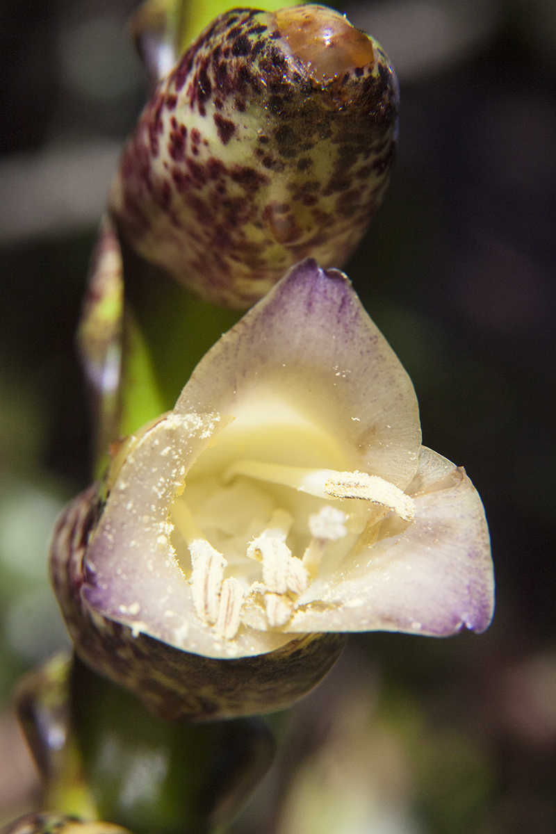 Vriesea fosteriana in flower, photo Lloyd Godman