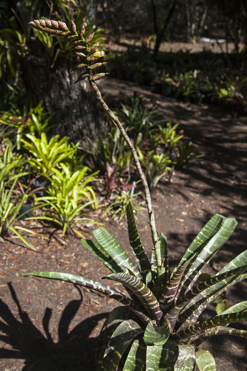 Vriesea fosterianawith full flower spike, photo Lloyd Godman