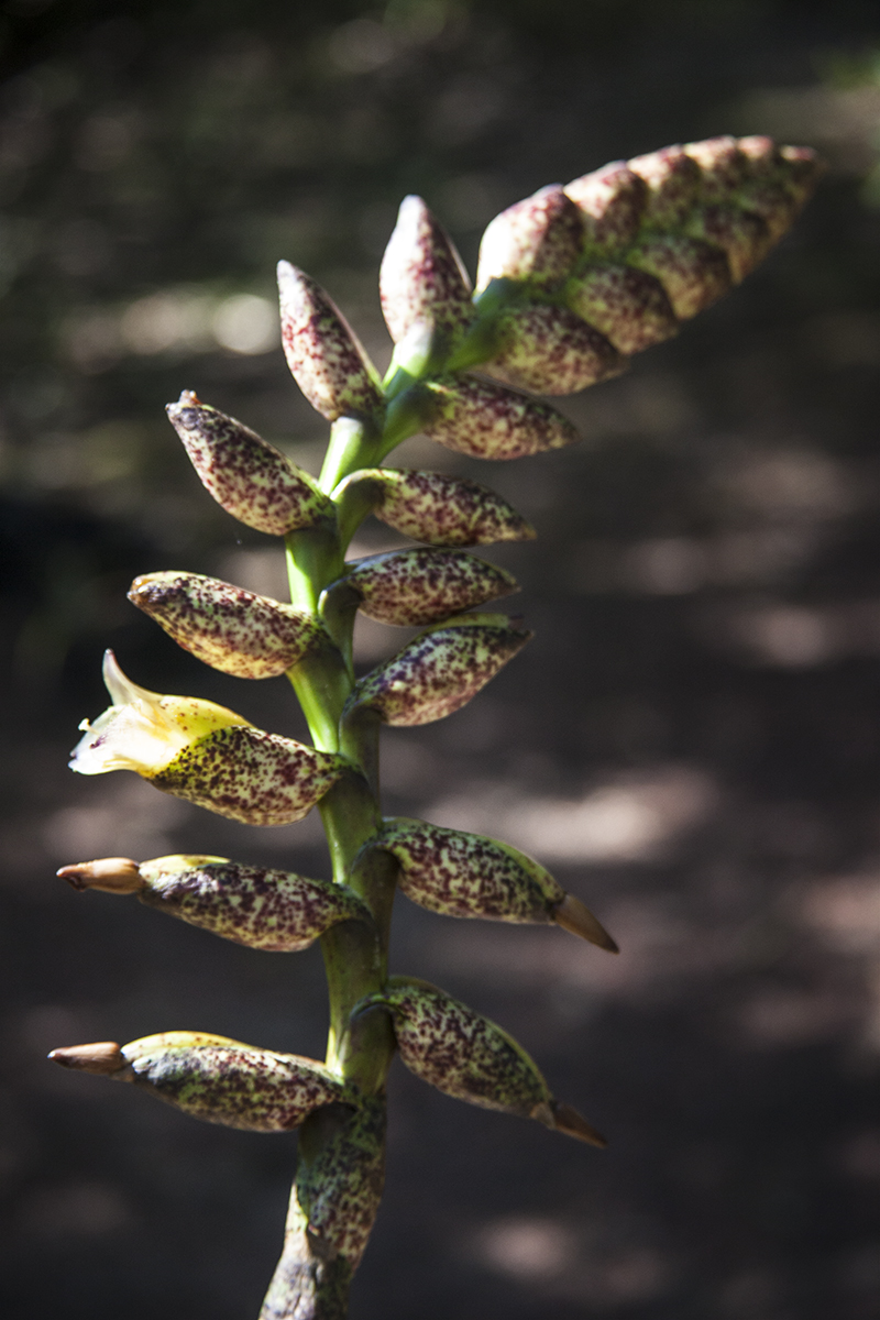 Vriesea fosteriana in flower, photo Lloyd Godman