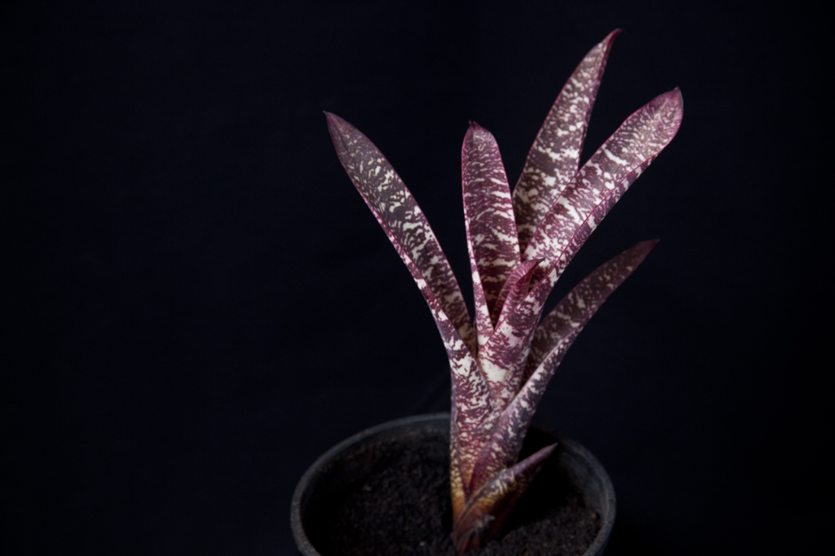 Vriesea Fosteriana Red