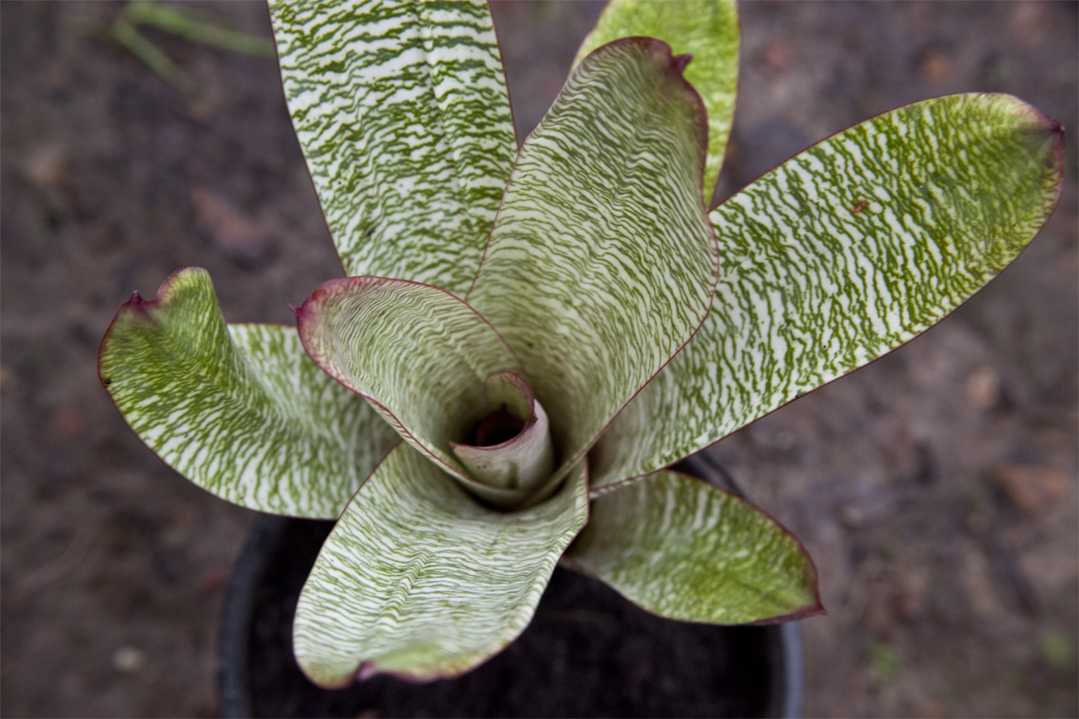 Vriesea Fosteriana Red