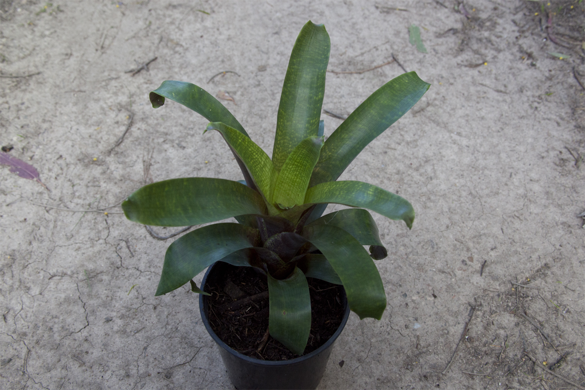 Vriesea Fosteriana Red