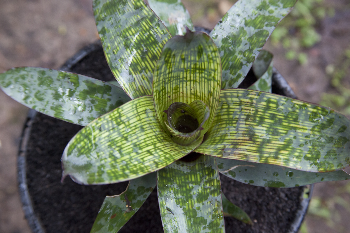 Vriesea Fosteriana Red