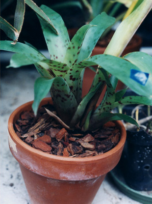 Vriesea Guttata