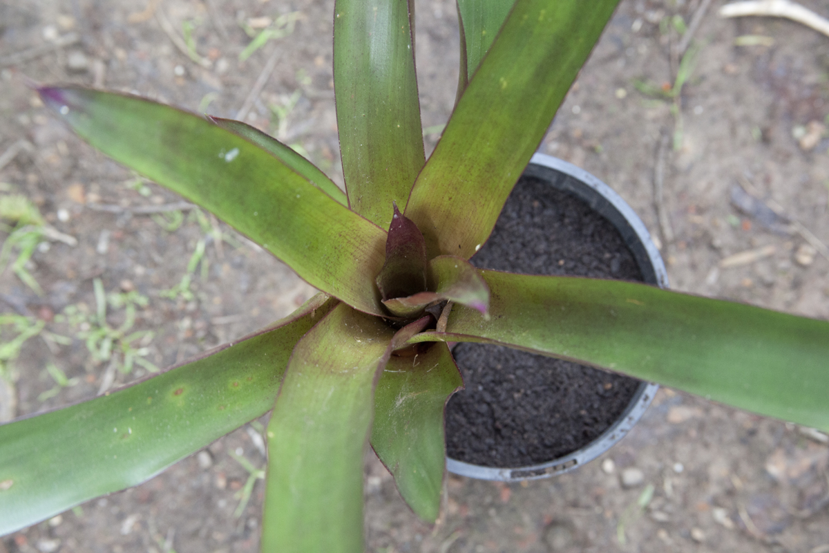 Vriesea Flammea