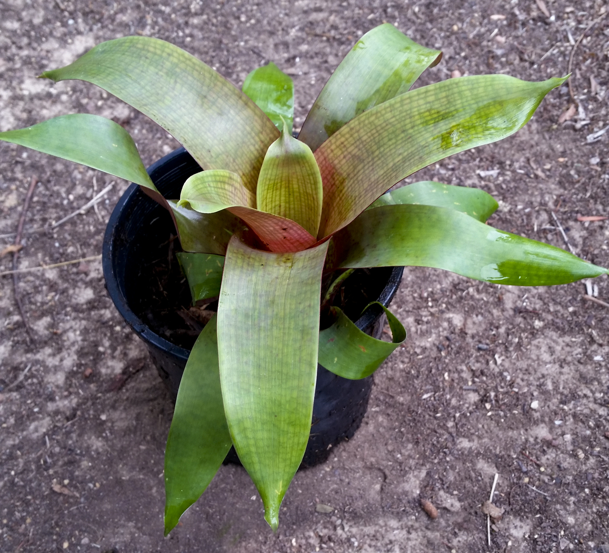 Vriesea Fosteriana Red