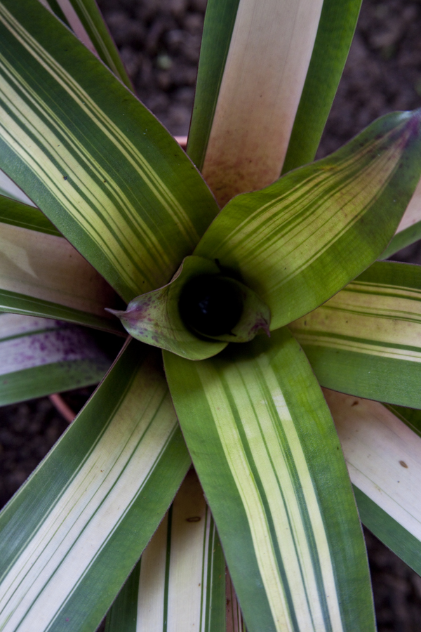 Vriesea Saundersii x Platynema - highway beauty variegata, lloyd Godman