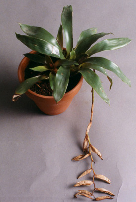 Vriesea Simplex