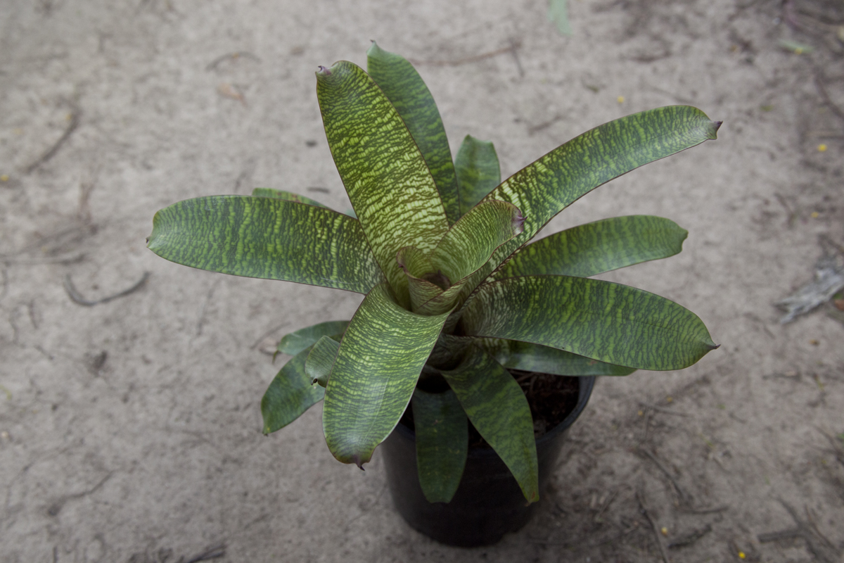 Vriesea Fosteriana Red