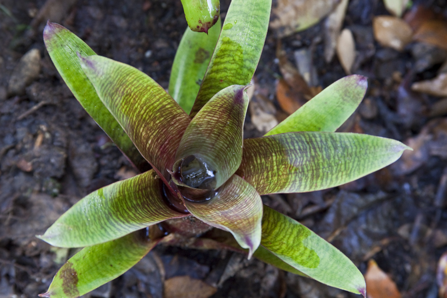 Vriesea Kiwi Dream, Lloyd Godman