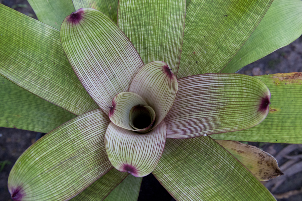 Vriesea Fosteriana Red