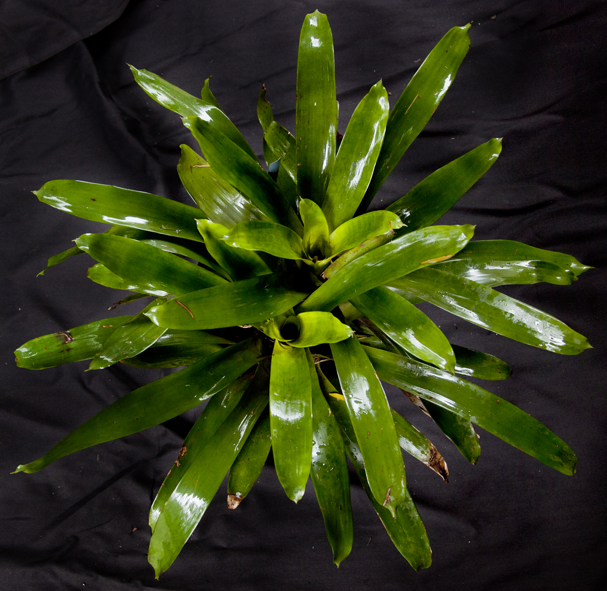 Vriesea Little Chief