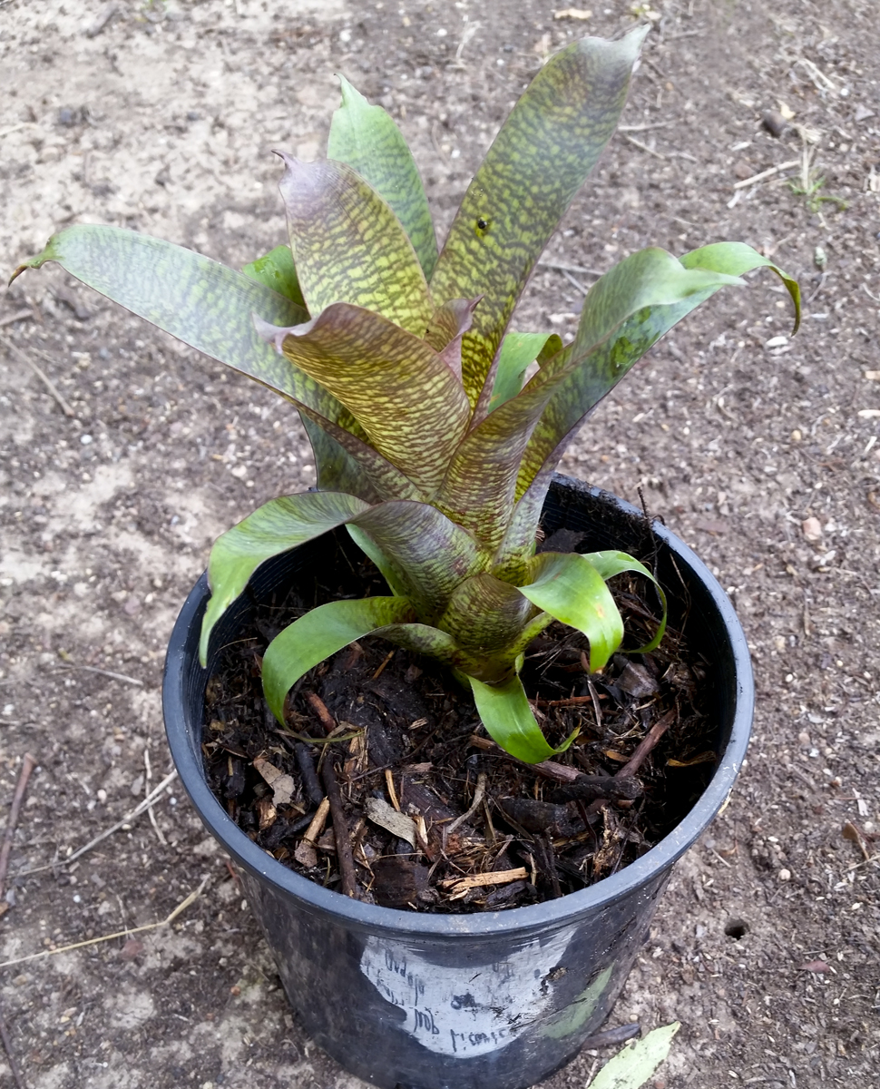 Vriesea Fosteriana Red