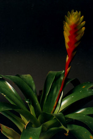 Vriesea Mariae (Painted feather)