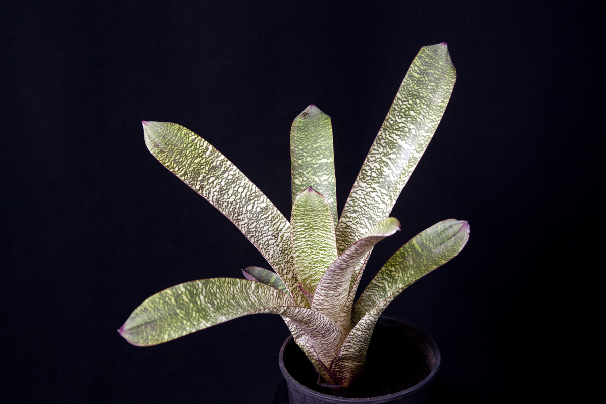 Vriesea Fosteriana Red